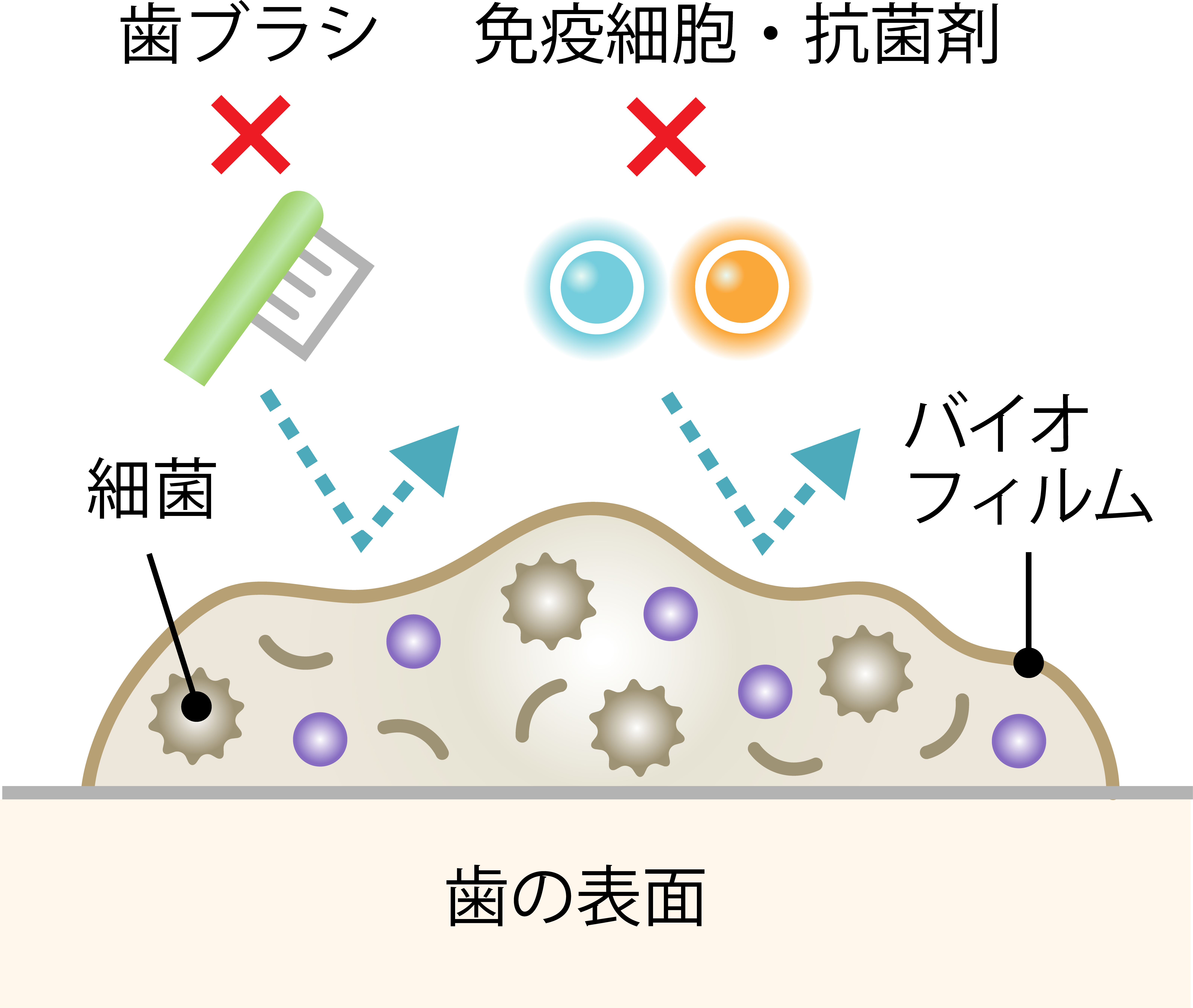 仙台市青葉区台原の歯医者、台原みなも歯科クリニックの予防歯科